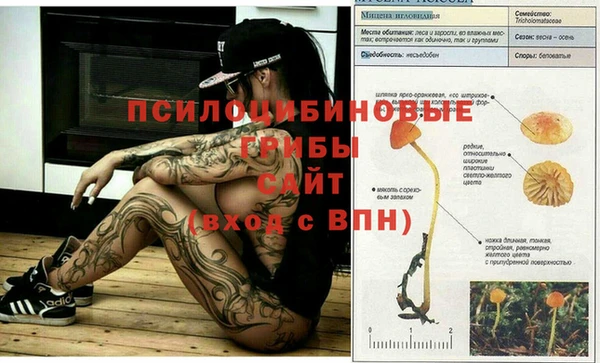 хмурый Абаза